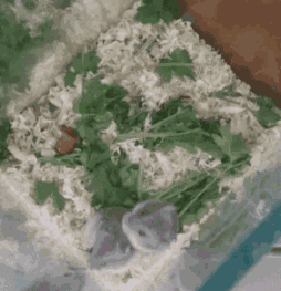 在米缸里游泳的感觉太爽了，吱吱吱~动物gif搞笑图片