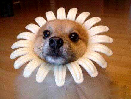 有时候主人二了，也是件蛮无奈的事儿动物gif搞笑图片