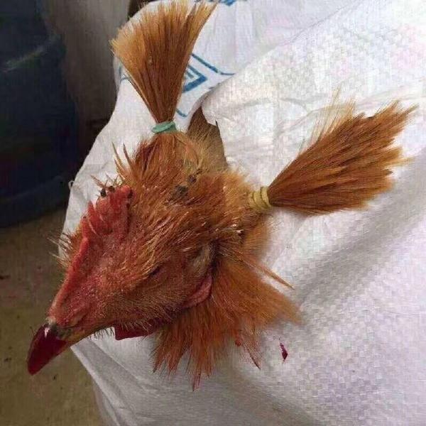 你还是杀了我吧动物gif搞笑图片