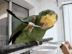 有事自己解决！！！这货居然拔了根自己的毛在那挠痒痒动物gif搞笑图片