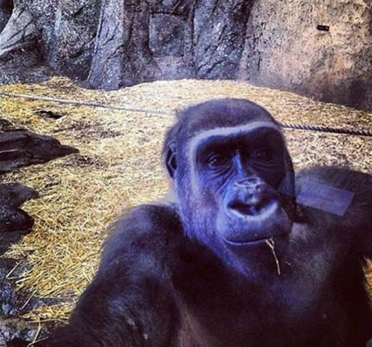 猩猩都会自拍了动物gif搞笑图片