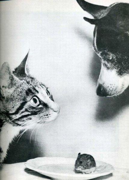 大哥这个是孝敬您的动物gif搞笑图片