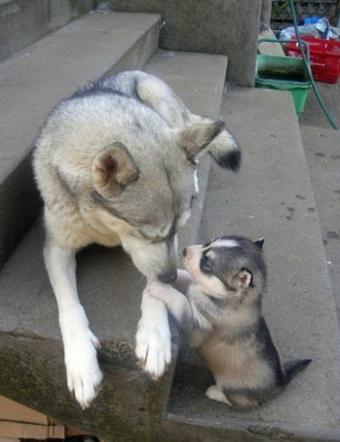 老爸我们什么时候回去呀动物gif搞笑图片