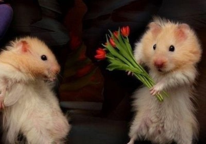 介个，介个系送你的，你好漂漂哟动物gif搞笑图片