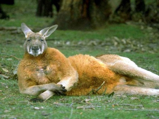 非人类也会搞暧昧 全球动物园里爆笑雷人事动物gif搞笑图片