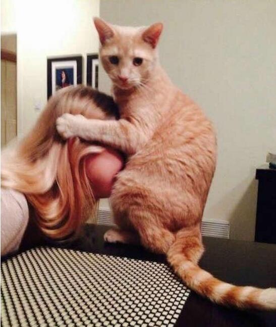 主子你是要铲屎的帮你做什么动物gif搞笑图片