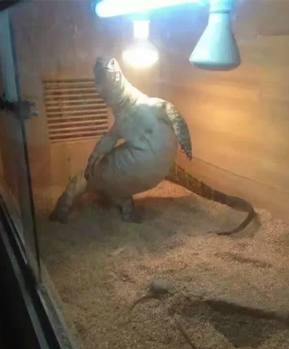 一言不合就跳舞动物gif搞笑图片