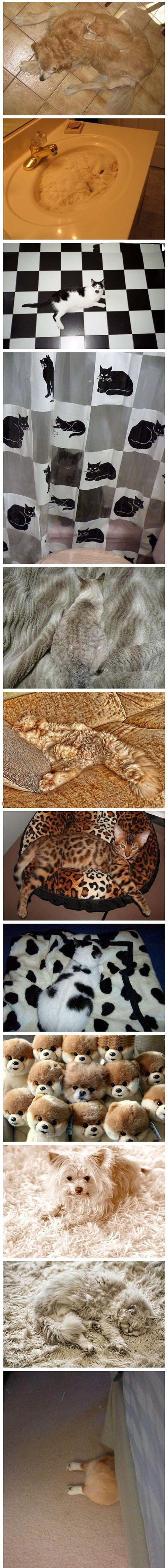 这些都是隐藏高手啊，好吧最后一只你赢了动物gif搞笑图片