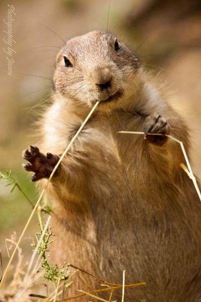 歪头便是有型动物gif搞笑图片