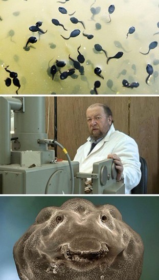 小蝌蚪说，其实我不可爱。。。动物gif搞笑图片