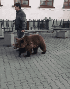 外国人的宠物，都是那么高端大气动物gif搞笑图片