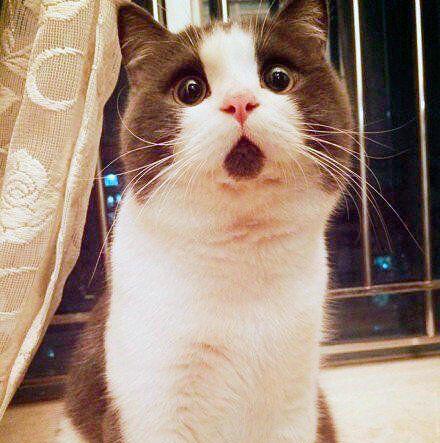 喵喵你在惊讶什么动物gif搞笑图片