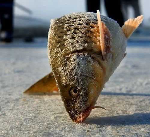 一条鱼刚出水面便被冻住动物gif搞笑图片