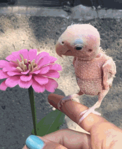 鹦鹉：看毛看，没见过裸奔啊？动物gif搞笑图片