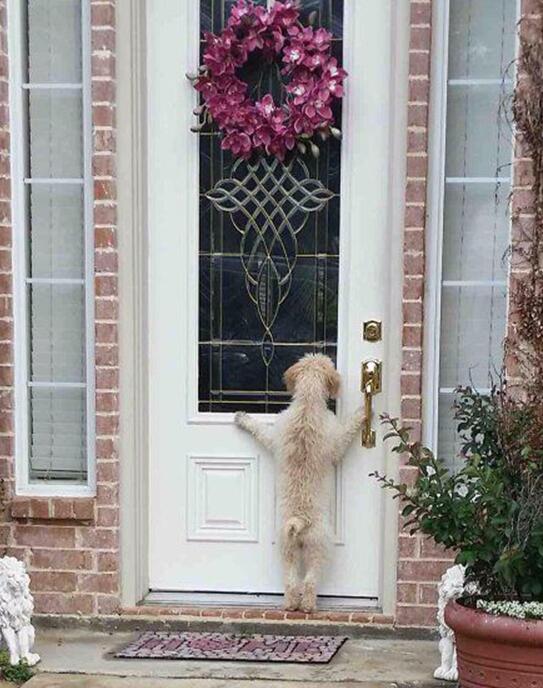 一只离家出走又默默回家的汪动物gif搞笑图片