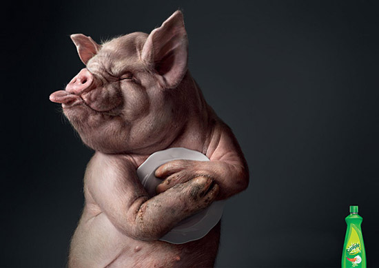 猪头喜欢洗洁精动物gif搞笑图片