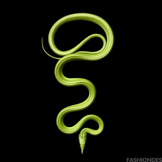 色彩炫丽的蛇动物gif搞笑图片