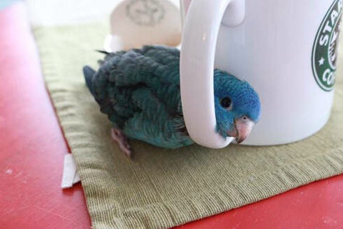 再不给我吃的我就自杀了动物gif搞笑图片