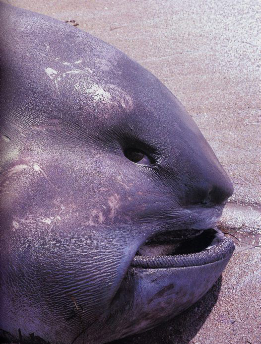 看什么看啊！一脸鄙视你动物gif搞笑图片