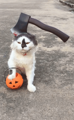 万圣节的猫咪也是蛮苦恼的动物gif搞笑图片