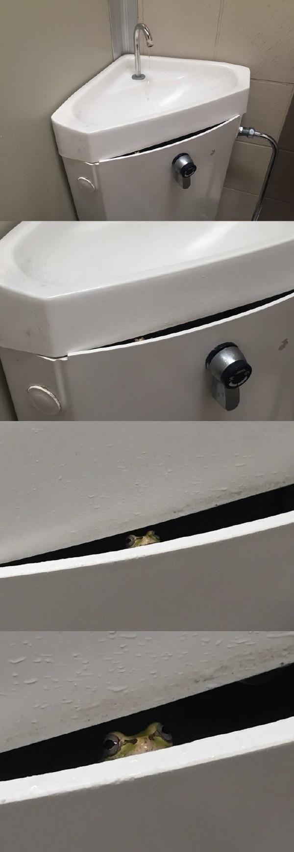 暗中观察动物gif搞笑图片