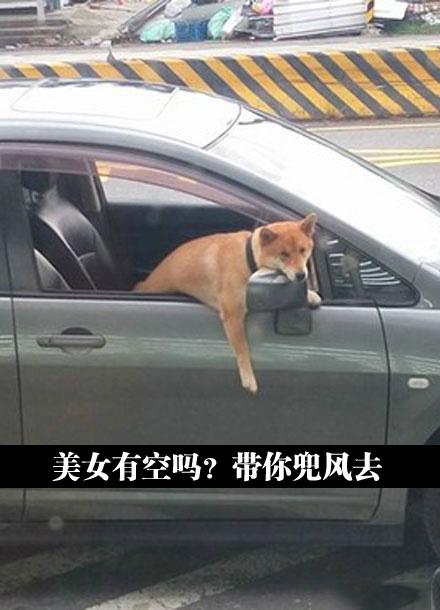 美女有空吗？带你去兜风动物gif搞笑图片