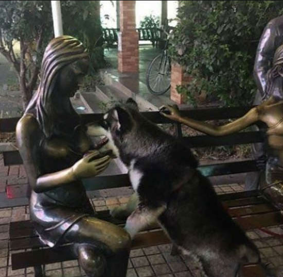 狗子，你变了动物gif搞笑图片