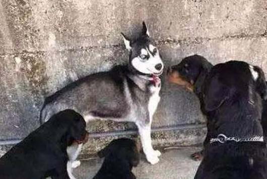 被包围的二哈一脸生无可恋的表情动物gif搞笑图片