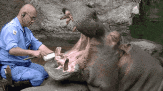 真怕它闭嘴动物gif搞笑图片