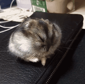 熬夜看球第二天上班的你动物gif搞笑图片