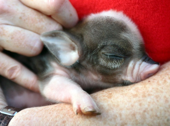 萌死人的小野猪动物gif搞笑图片