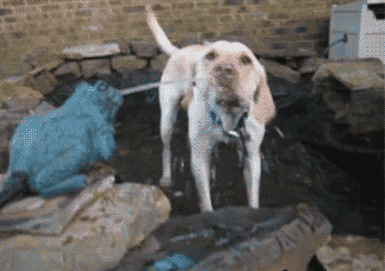 狗狗：渴死了我~动物gif搞笑图片