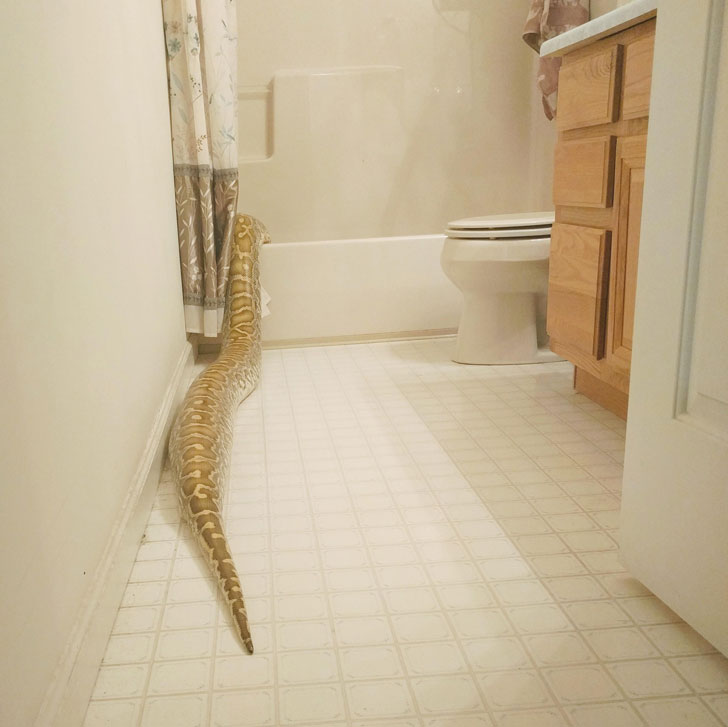 朋友家养的宠物，差点把我吓尿了动物gif搞笑图片