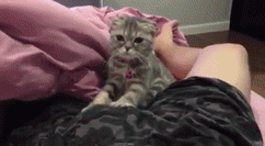 猫猫正不正经我不知道，但主人肯定不正经动物gif搞笑图片