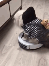 整个喵生都是灰色的动物gif搞笑图片