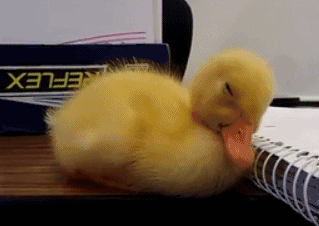 每天都起不来的我动物gif搞笑图片