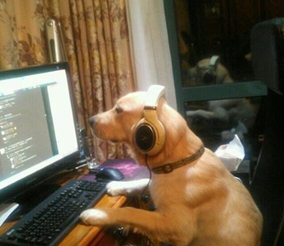 咦，对门家的宠物小白又给我留言了~动物gif搞笑图片