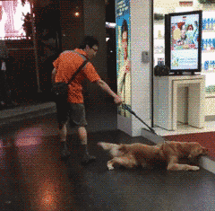 汪星人：不给我买东西，我就赖着不走动物gif搞笑图片