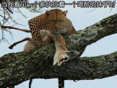 当我看见一个家伙拉着一个喝醉的妹子时，就会想起这一幕动物gif搞笑图片