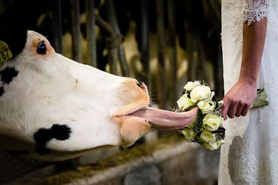 鲜花香味四溢啊动物gif搞笑图片