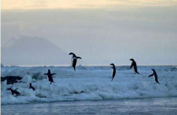 周末狂欢啦动物gif搞笑图片