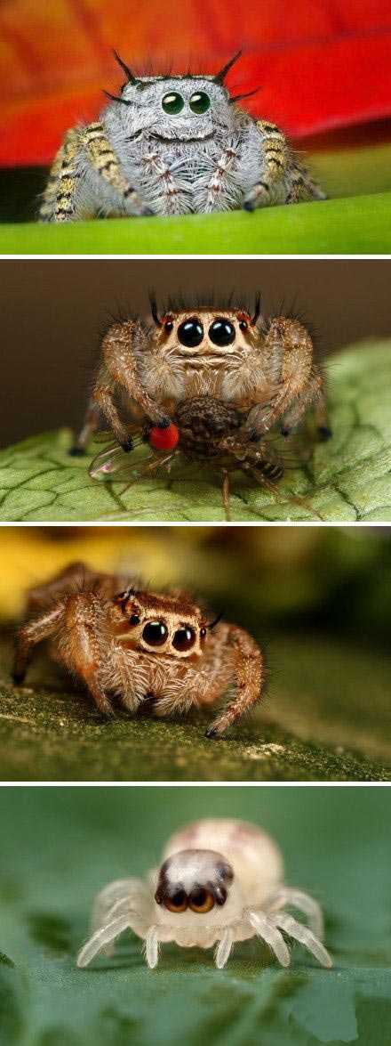 讨厌蜘蛛？萌化你的跳蛛图片动物gif搞笑图片