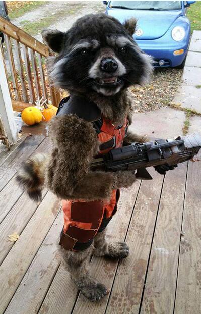 这是成精的节奏啊动物gif搞笑图片