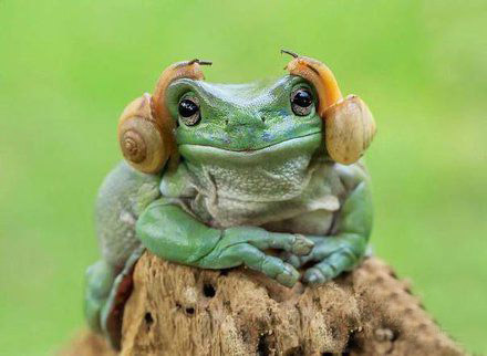 这款耳机绝对限量版动物gif搞笑图片