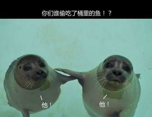 你们谁偷吃了桶里的鱼？动物gif搞笑图片