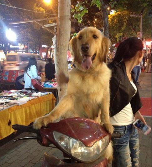 约了个妹子回家，好开心动物gif搞笑图片