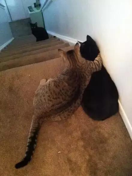 “那人模样好怪”“我也看到了，他似乎一条狗诶”动物gif搞笑图片