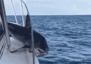 快来救救我，卡住了动物gif搞笑图片