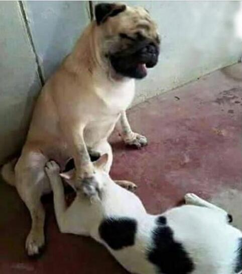 怎么堕落成这样？动物gif搞笑图片