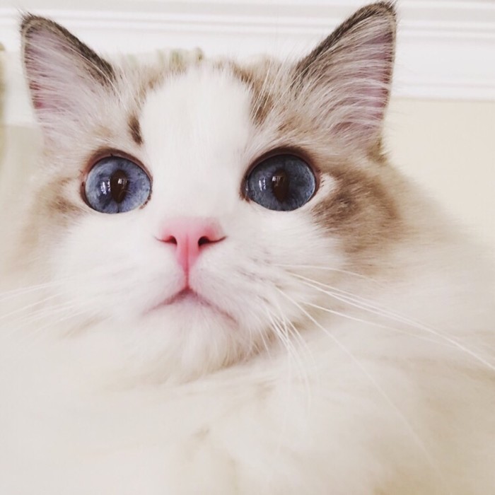 表示受到了一万点惊吓动物gif搞笑图片